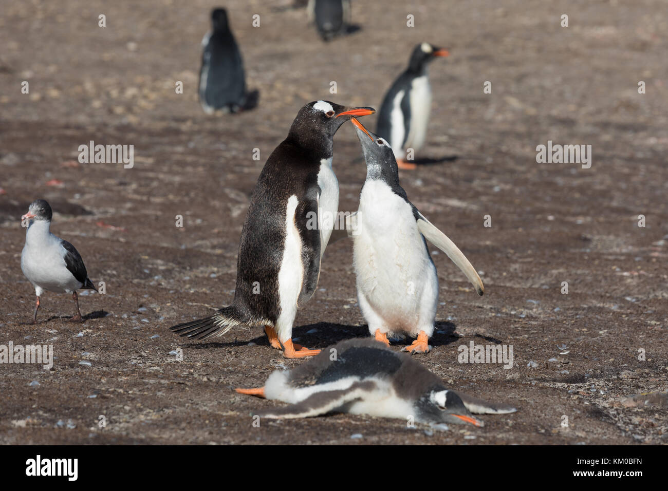 Gentoo penguin begging for food Stock Photo - Alamy