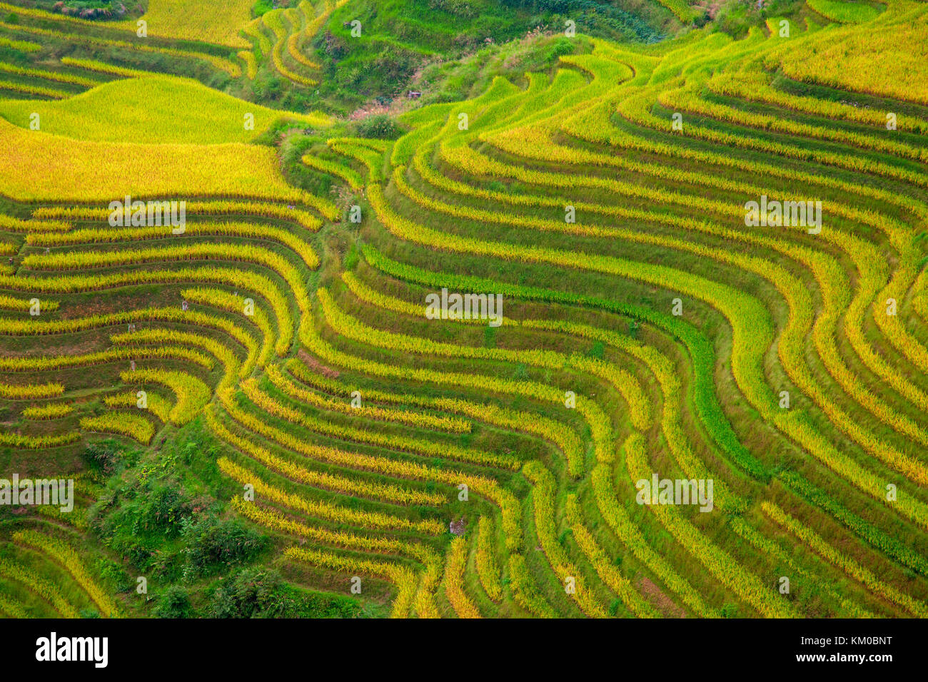 The Longsheng Rice Terraces(Dragon's Backbone) also known as Longji ...