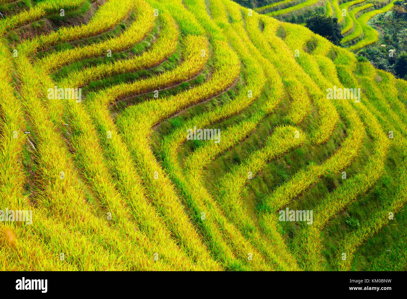 The Longsheng Rice Terraces(Dragon's Backbone) also known as Longji ...