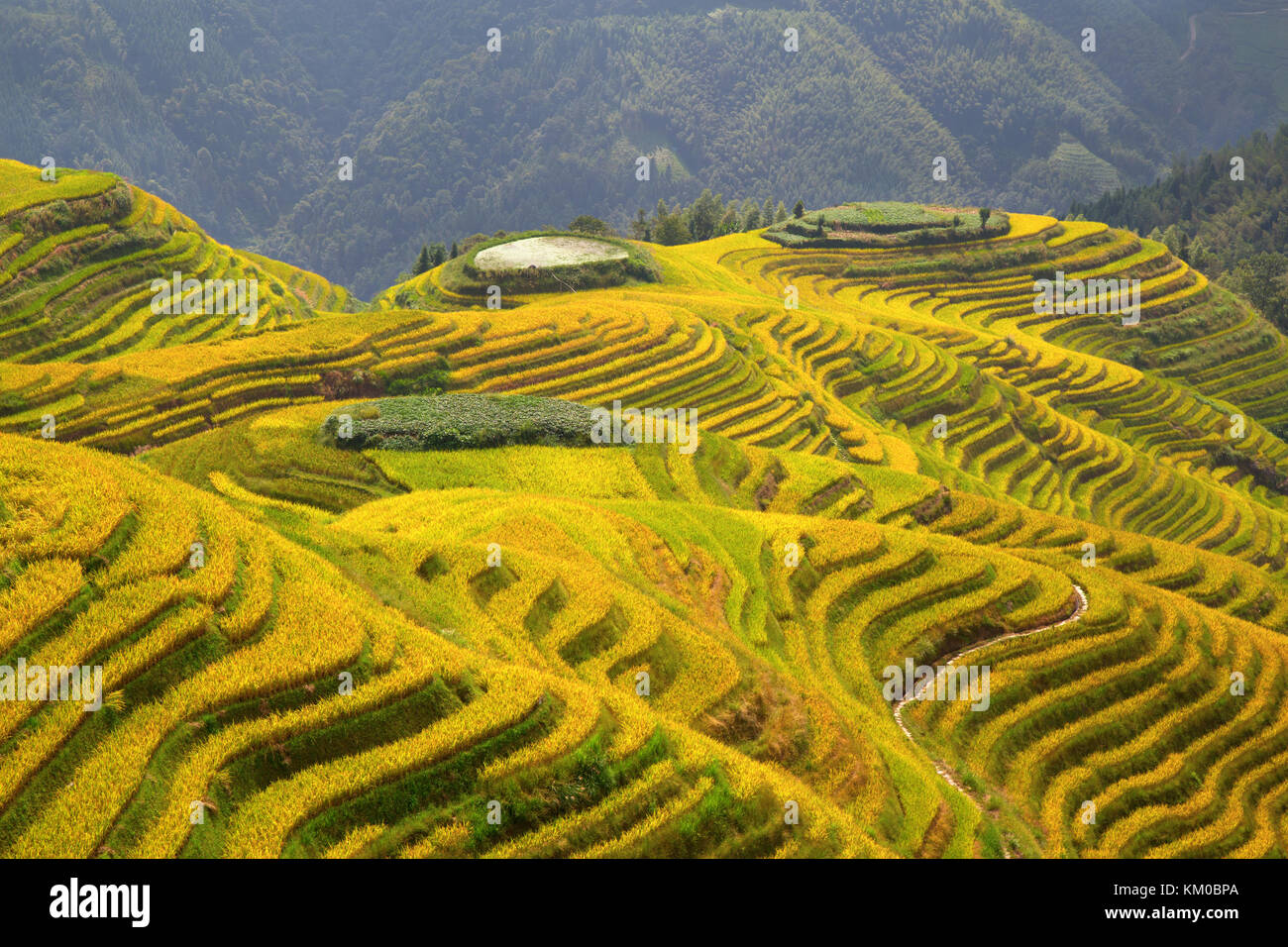 The Longsheng Rice Terraces(Dragon's Backbone) also known as Longji ...