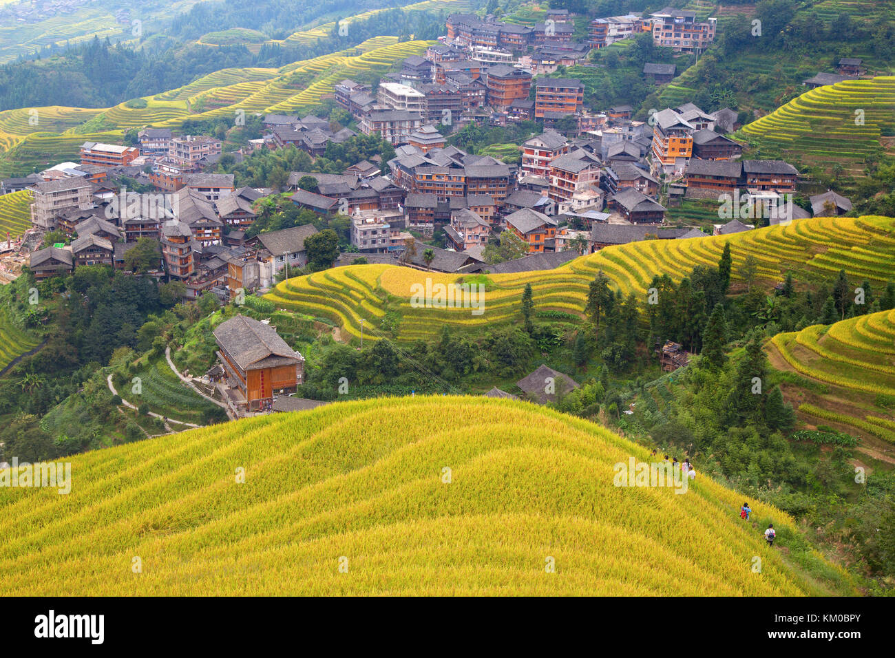 The Longsheng Rice Terraces(Dragon's Backbone) also known as Longji ...