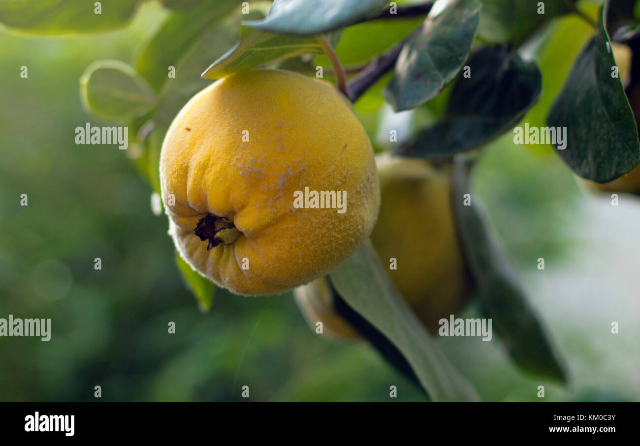 close up image of a ripe quince fruit on the tree Stock Photo