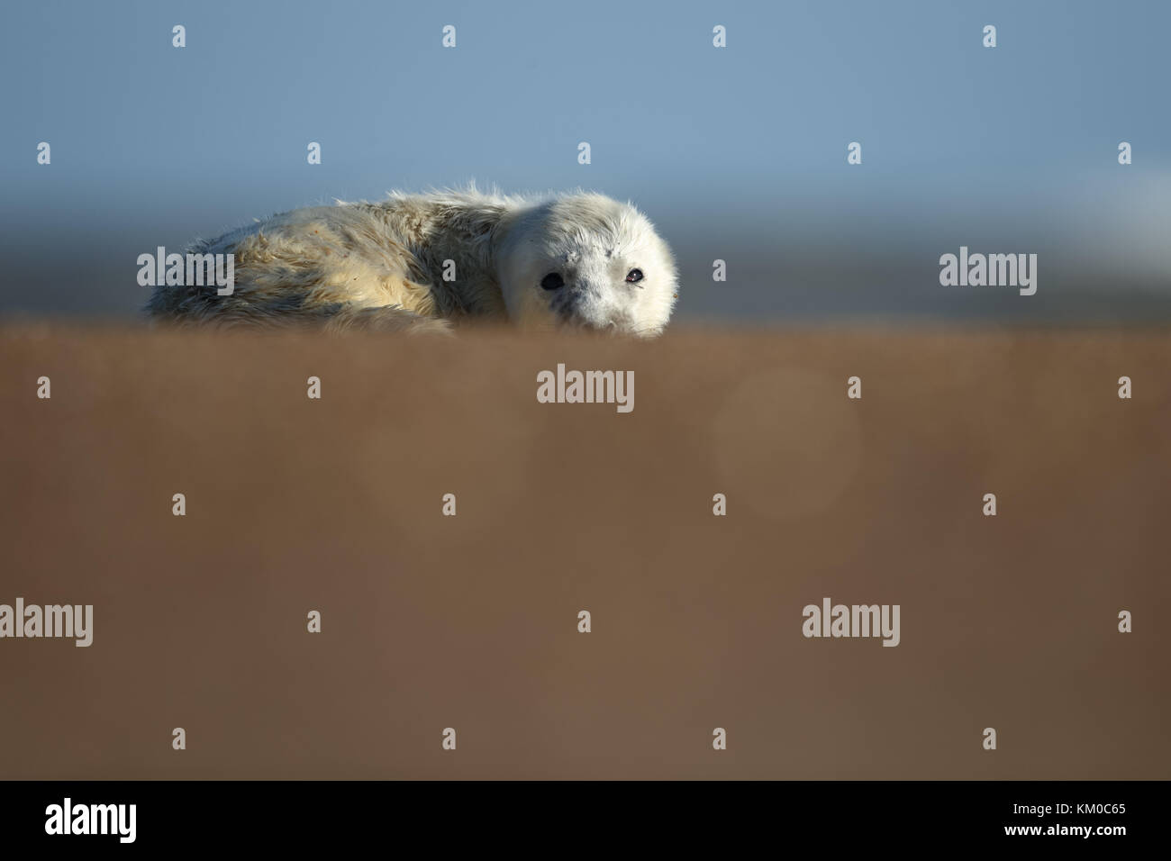 A newborn grey seal pup resting on a beach Stock Photo