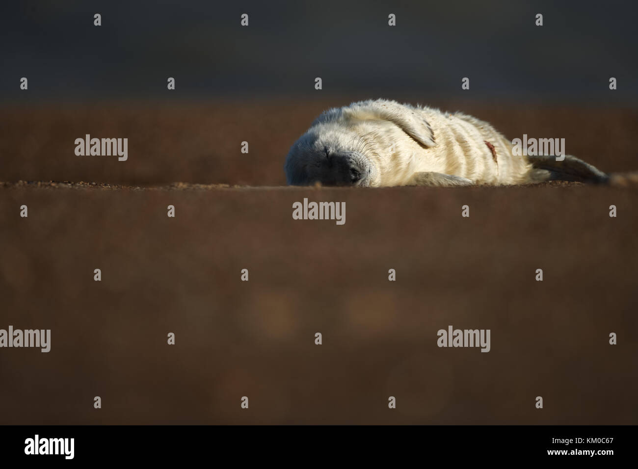 A newborn grey seal pup resting on a beach Stock Photo