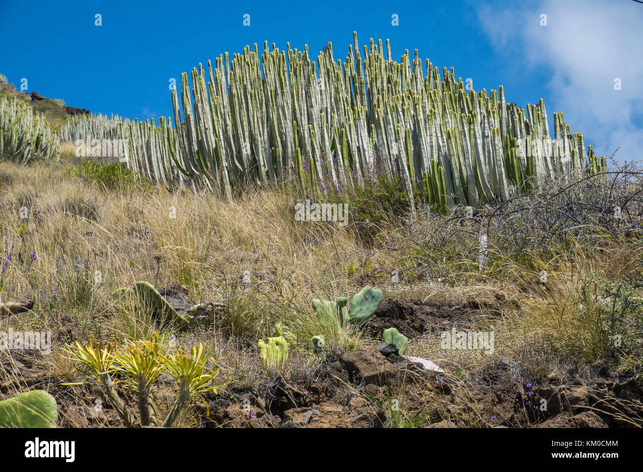 Canary Island spurge, Hercules club (Euphorbia canariensis), north-east coast of Tenerife island, Canary island, Spain Stock Photo