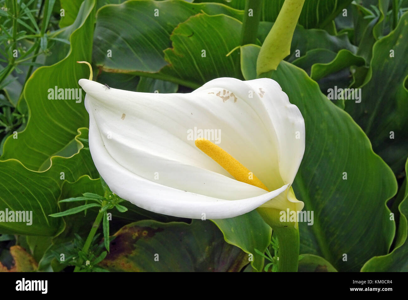 Calla lily, arum lily (Zantedeschia aethiopica), Anaga mountains, north