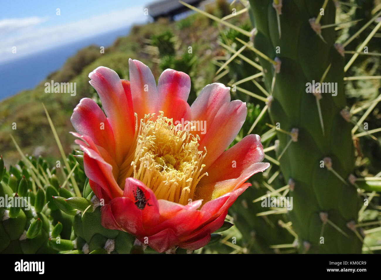 Red cactus flower at Anaga mountains, Tenerife island, Canary island, Spain Stock Photo