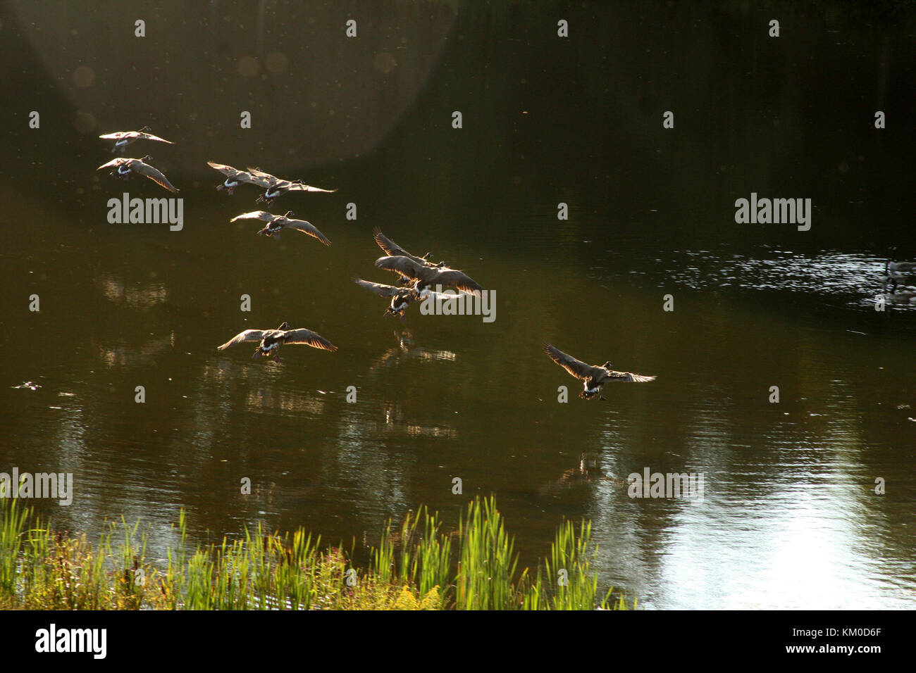 Flying geese landing on water Stock Photo