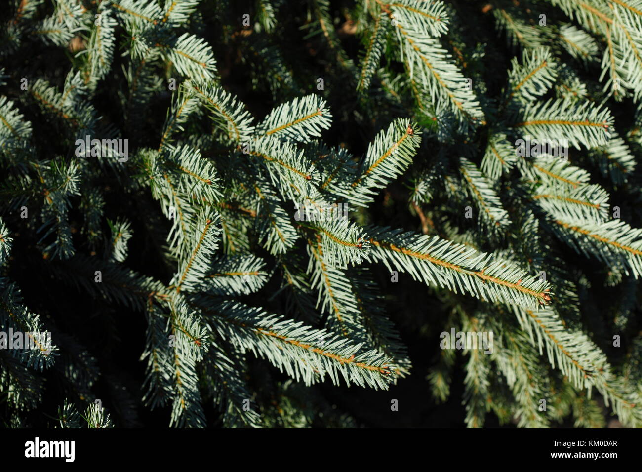 green fir branches Stock Photo - Alamy