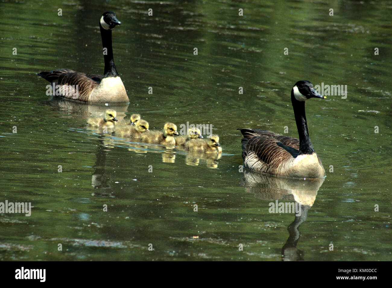 Canada geese with goslings on water Stock Photo