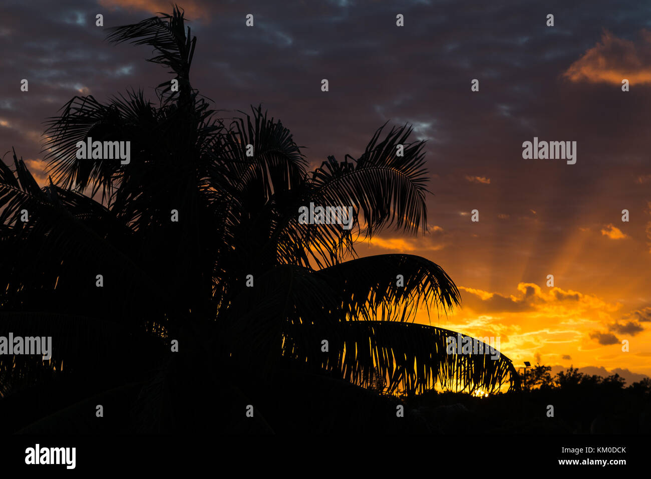 A pretty sunrise on the coast of Cayo Guillermo in Cuba casts palm leaves as silhouettes one morning. Stock Photo