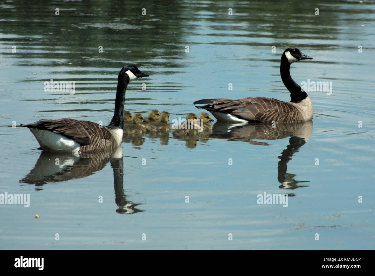 Canada geese with goslings on water Stock Photo