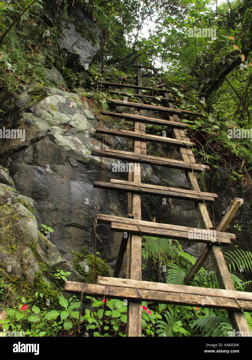 Wooden ladder in rainforest Stock Photo Alamy