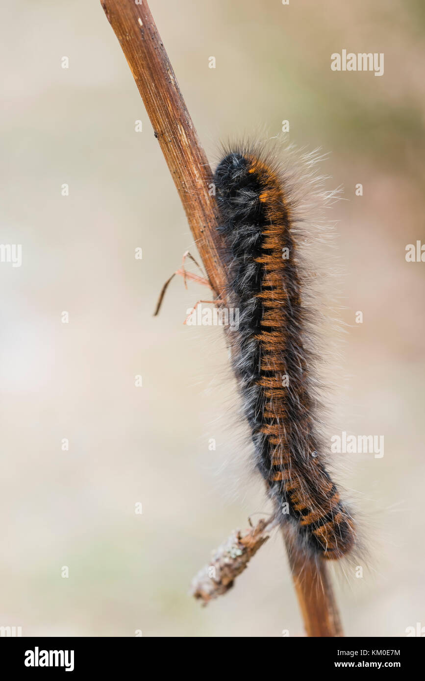 Bromberspinner Raupe, Macrothylacia rubi, Fox Moth Caterpillar Stock Photo