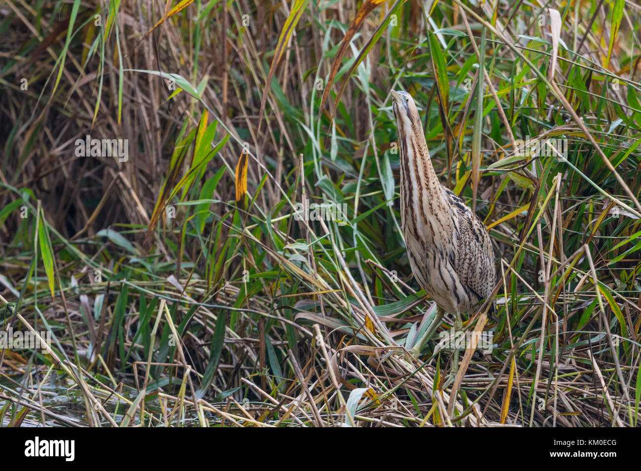 Rohrdommel, Botaurus stellaris, European Bittern Stock Photo - Alamy