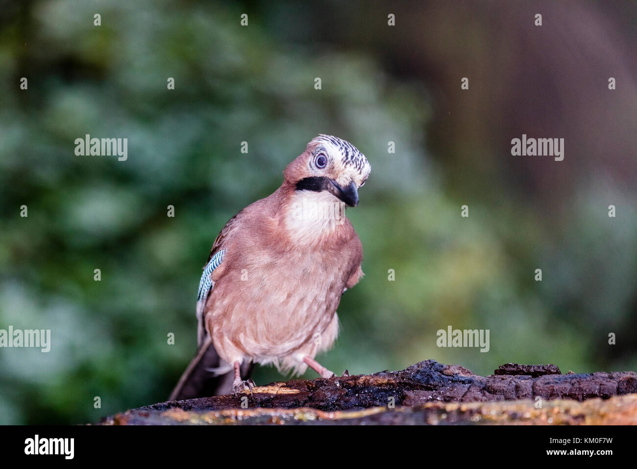 Jay foraging in local woodlands Stock Photo