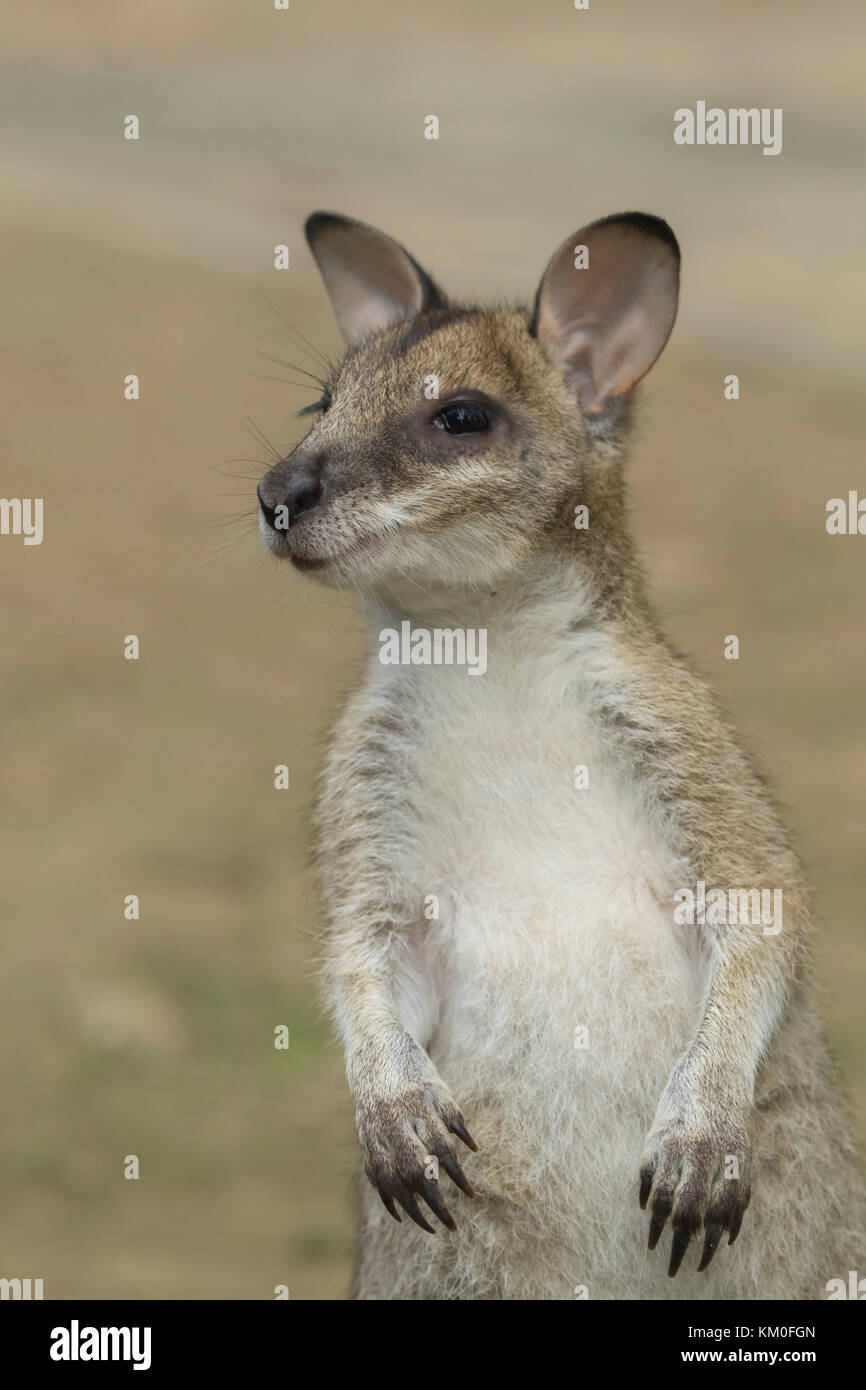 Agile Wallaby Macropus Agilis Adult Looking Alert Daintree Agile Wallaby Macropus Agilis Adult Looking Alert Daintree