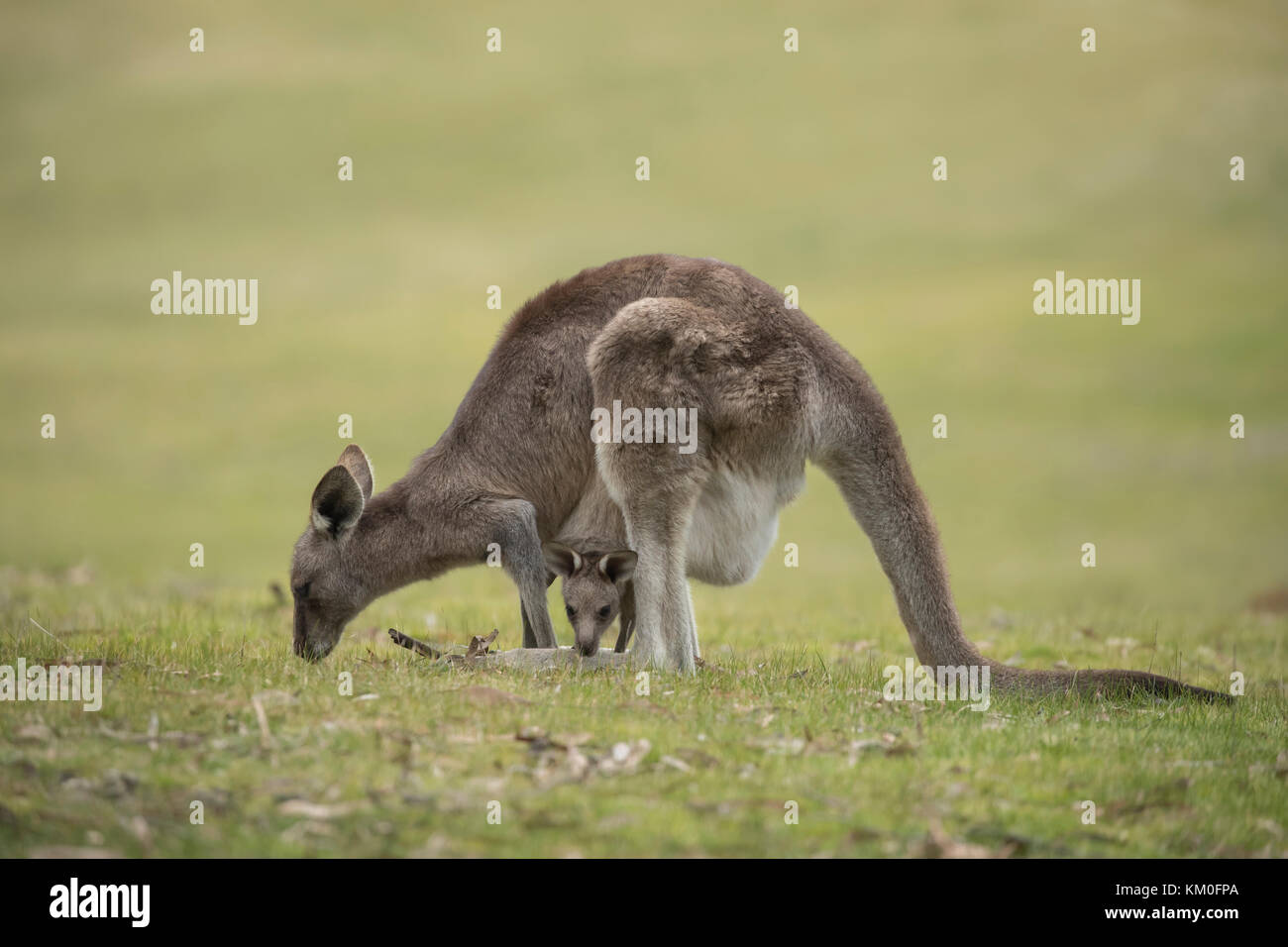 Eastern grey kangaroo (Macropus giganteus) adult and baby joey in it's mothers pouch, Anglesea, Victoria, Australia Stock Photo
