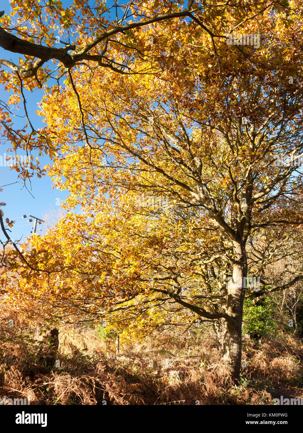 Huge old poplar tree hi-res stock photography and images - Alamy