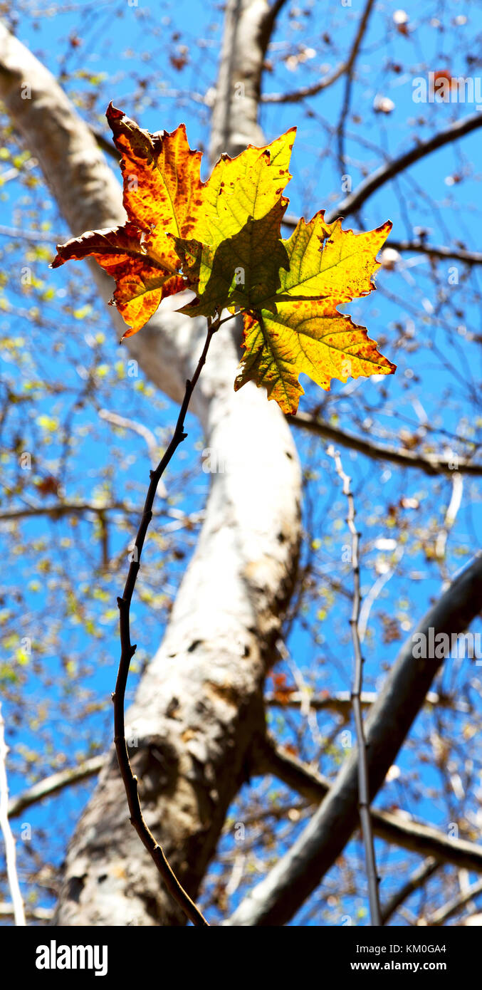 in a park the leaves of autumn like nature concept and background Stock ...