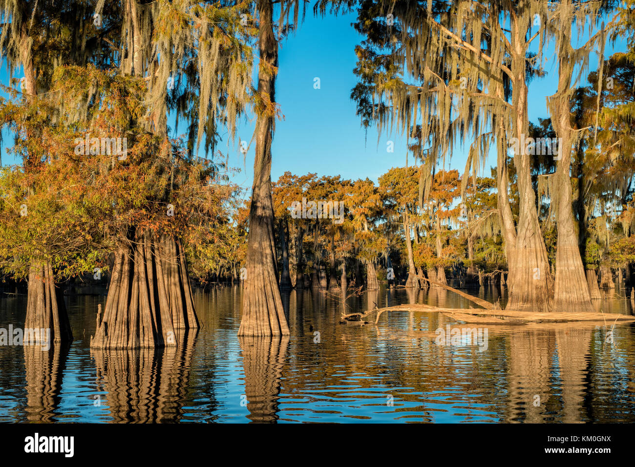 Cypress trees growing in the waters of Henderson Swamp with fall colors.  Blue Sky Sunny day Stock Photo - Alamy