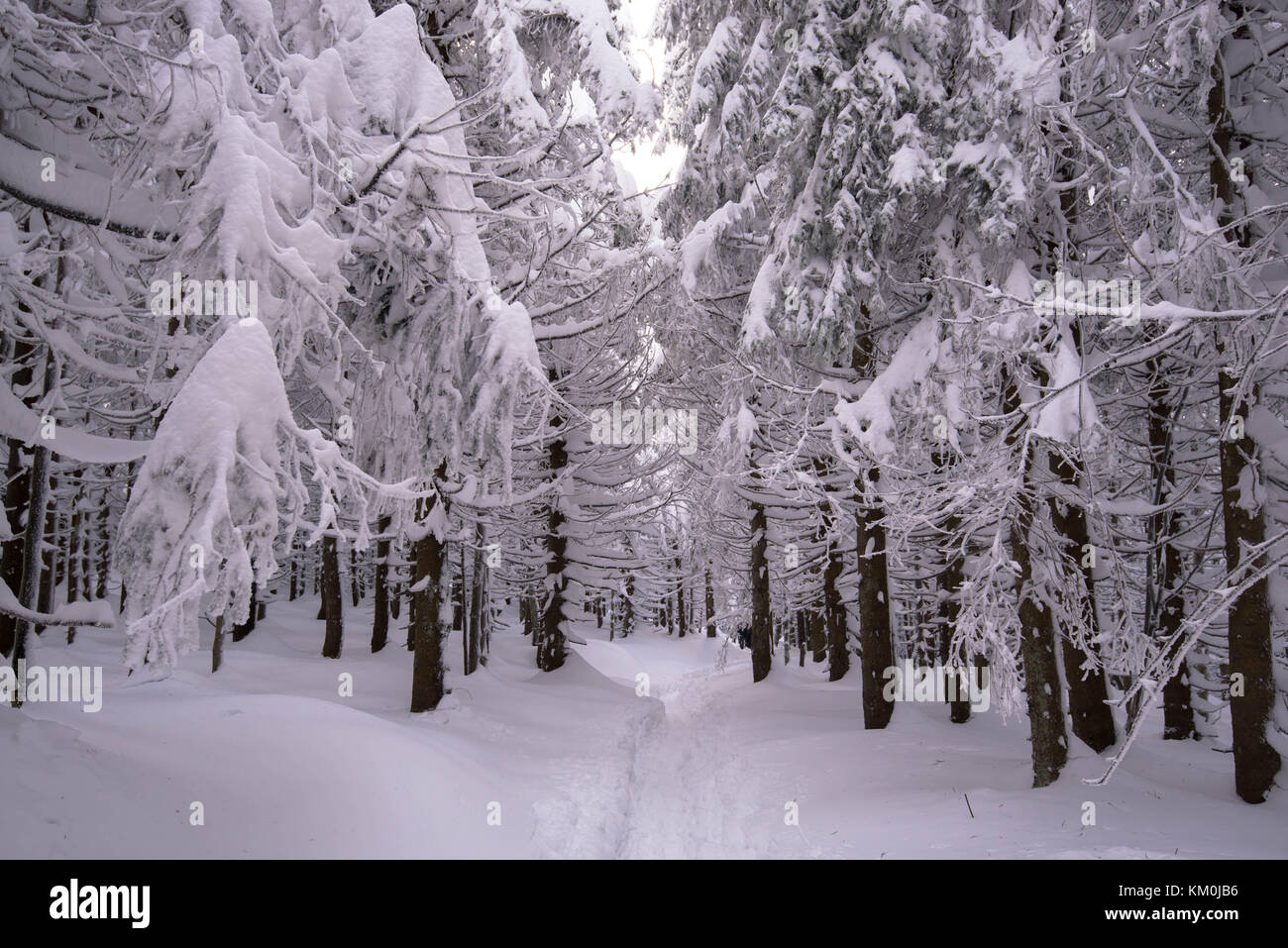 weather in germany black forest