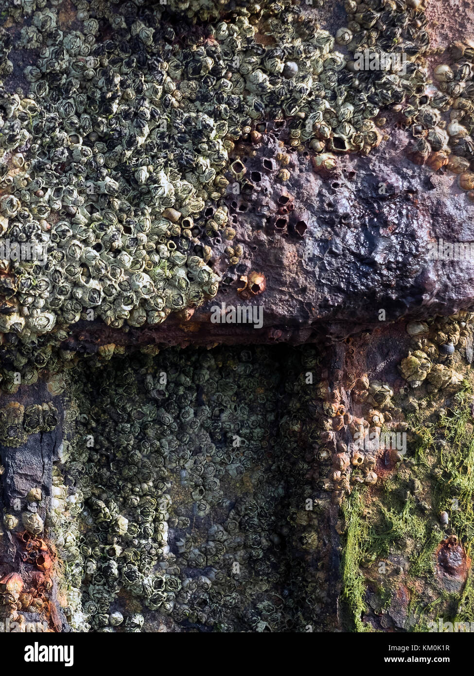 Barnacle cluster on a erosive metal post on the seashore. Stock Photo