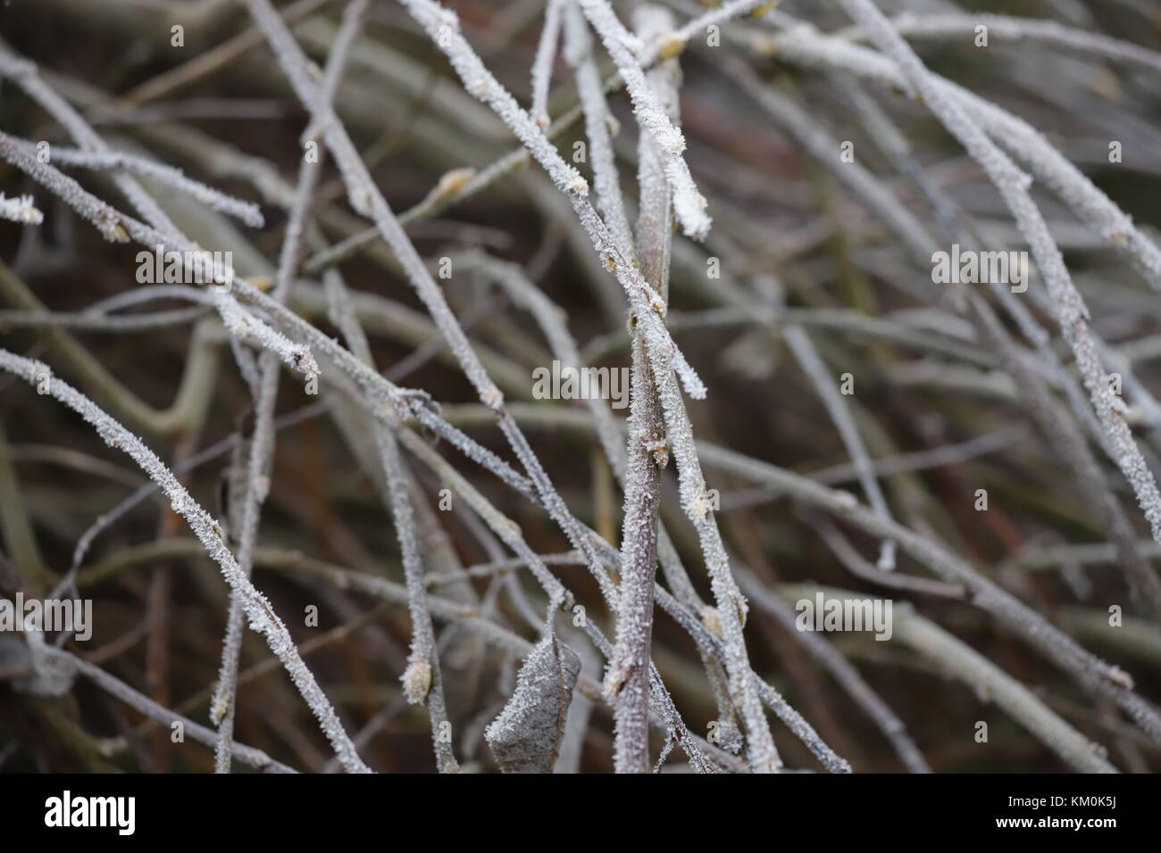 Frost plants hires stock photography and images Alamy