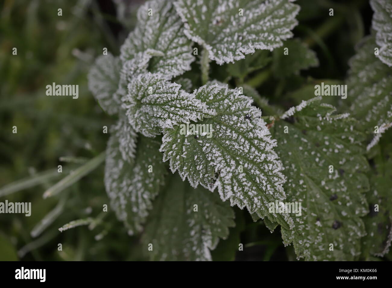 frost plants Stock Photo Alamy