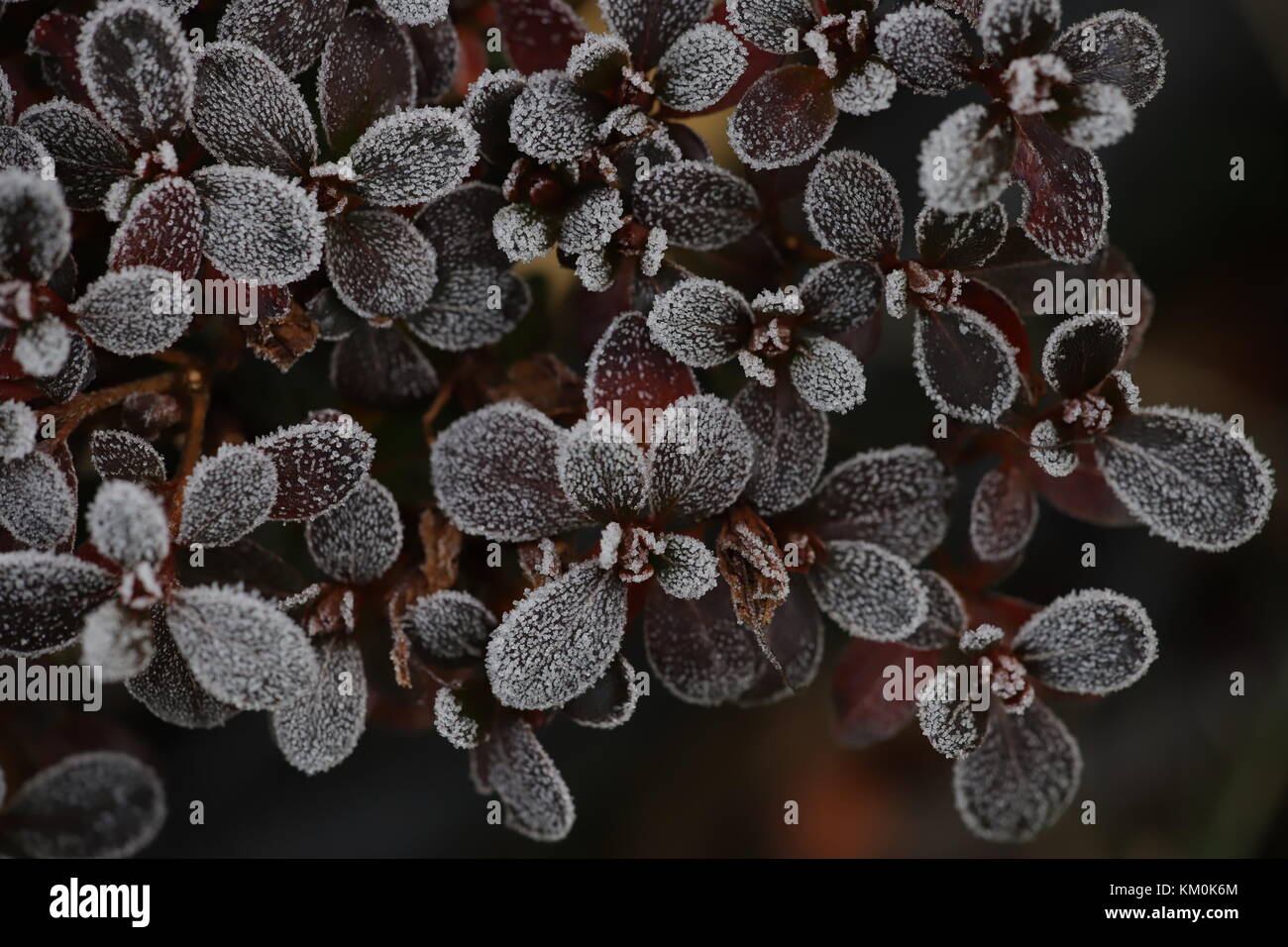 Frost plants hi-res stock photography and images - Alamy