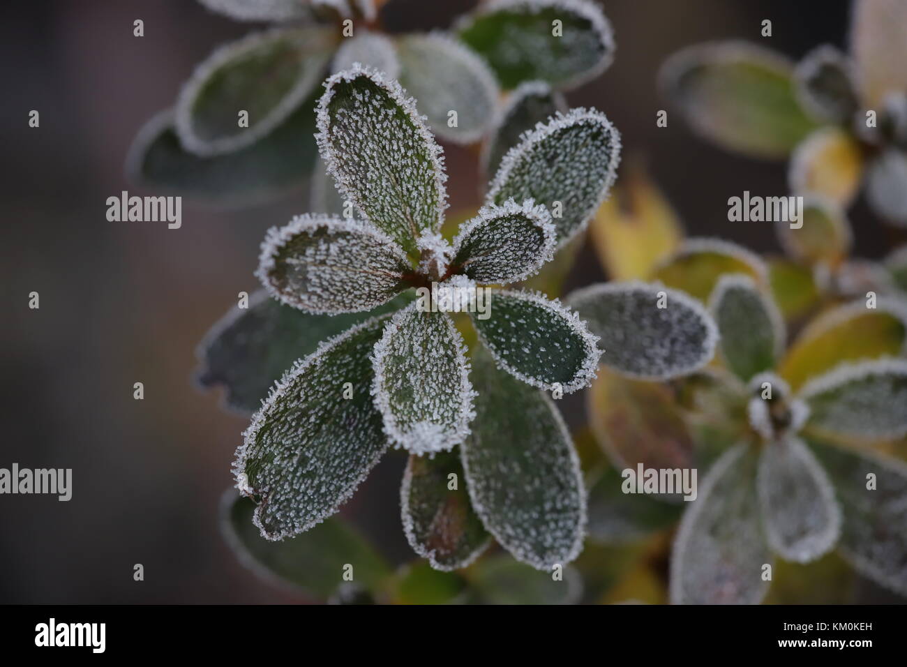 Frost plants hi-res stock photography and images - Alamy