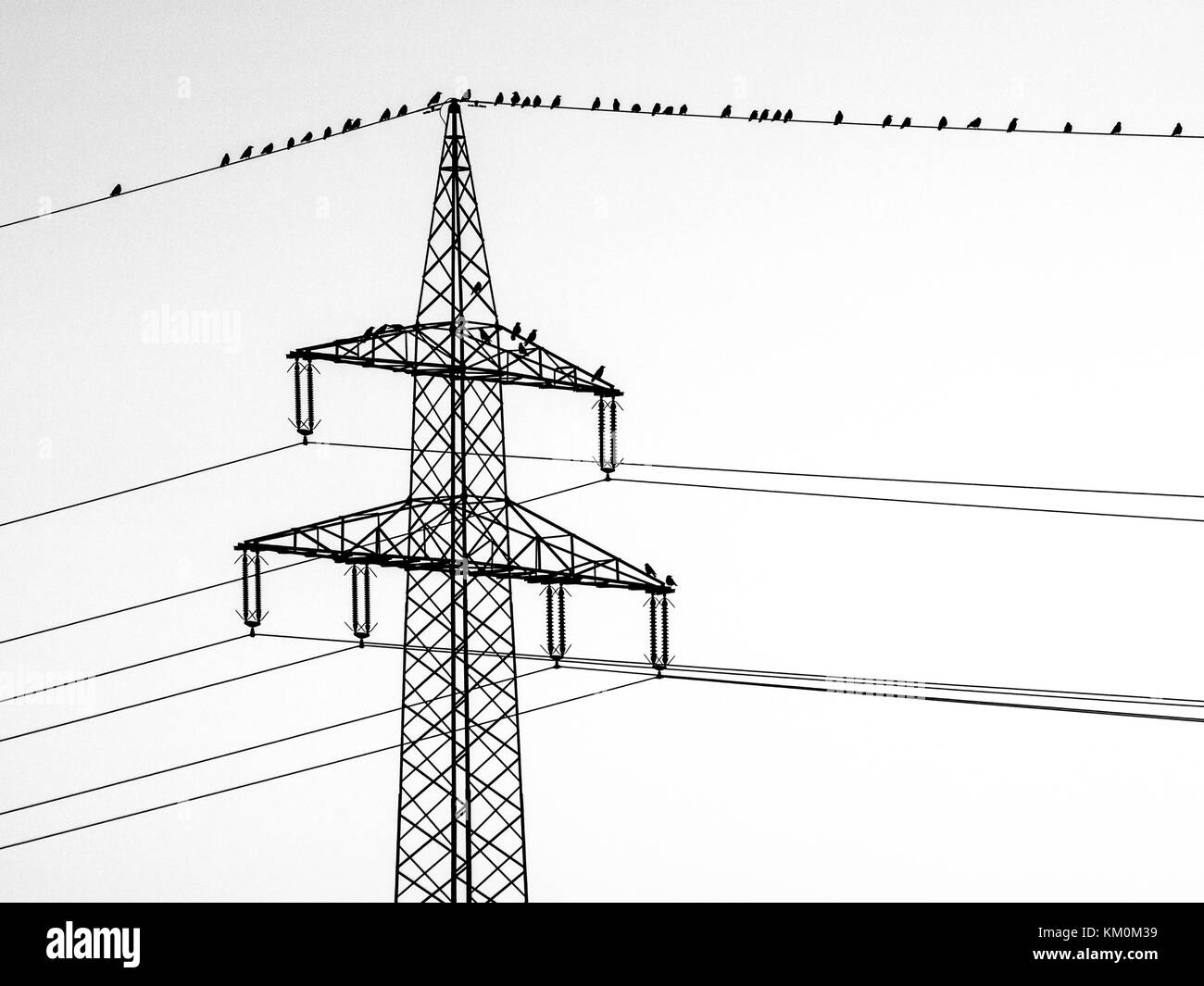 Silhuette of crows sitting on a power line Stock Photo