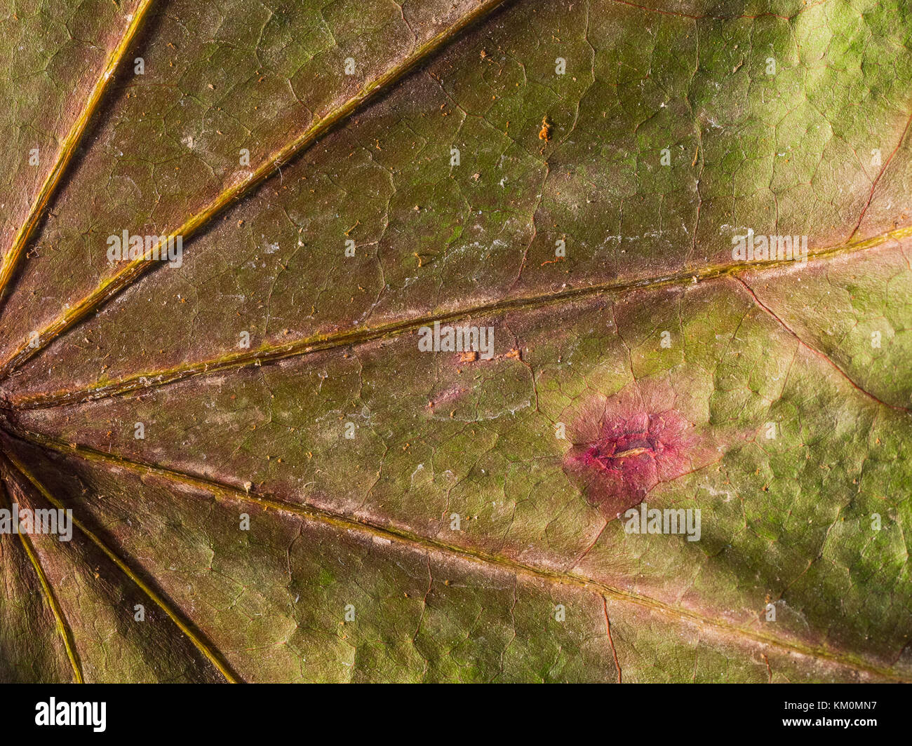 macro detail of a leaf Stock Photo