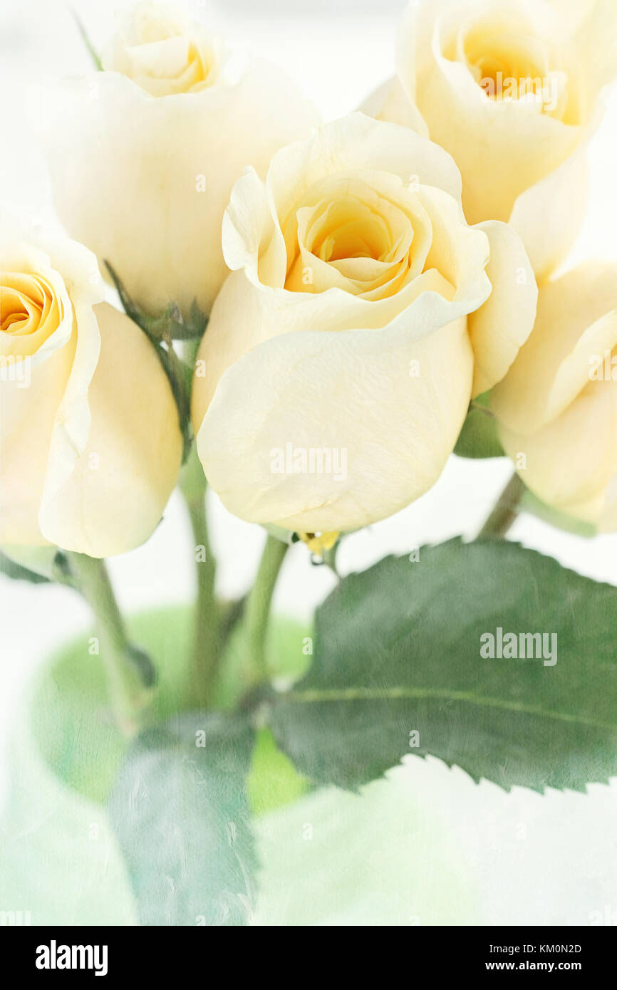 Long stem yellow roses in a green mason jar. Extreme shallow depth of field. Stock Photo