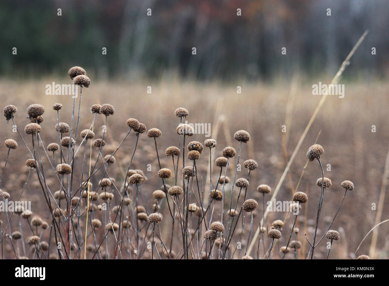 Wild bergamot seed heads grow in a field November 4, 2017 in Minnesota