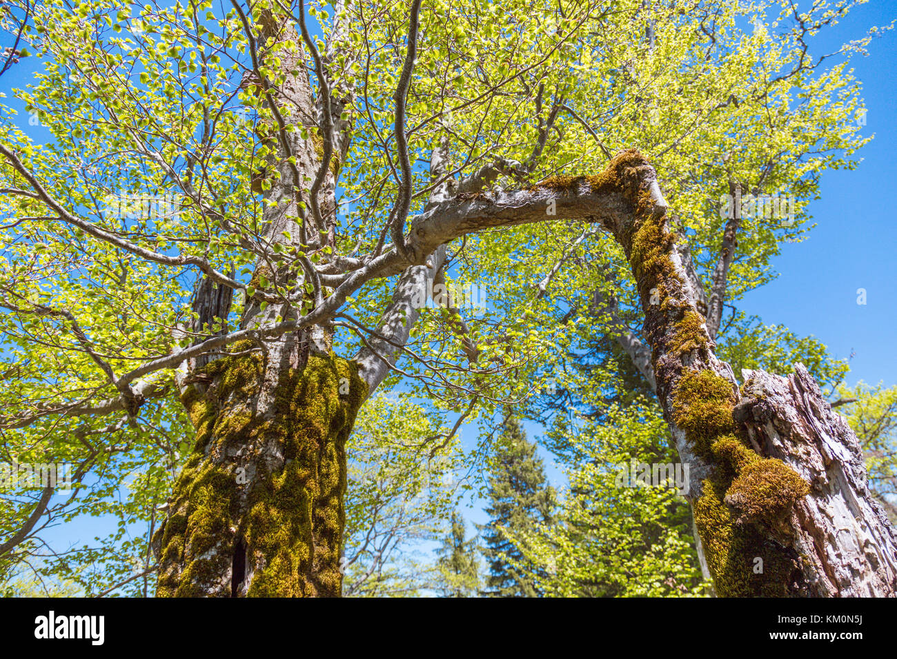 Forest, Heimmoseralm, Hinterwildalpen, Wildalpen, Alps, Styria, Austria Stock Photo