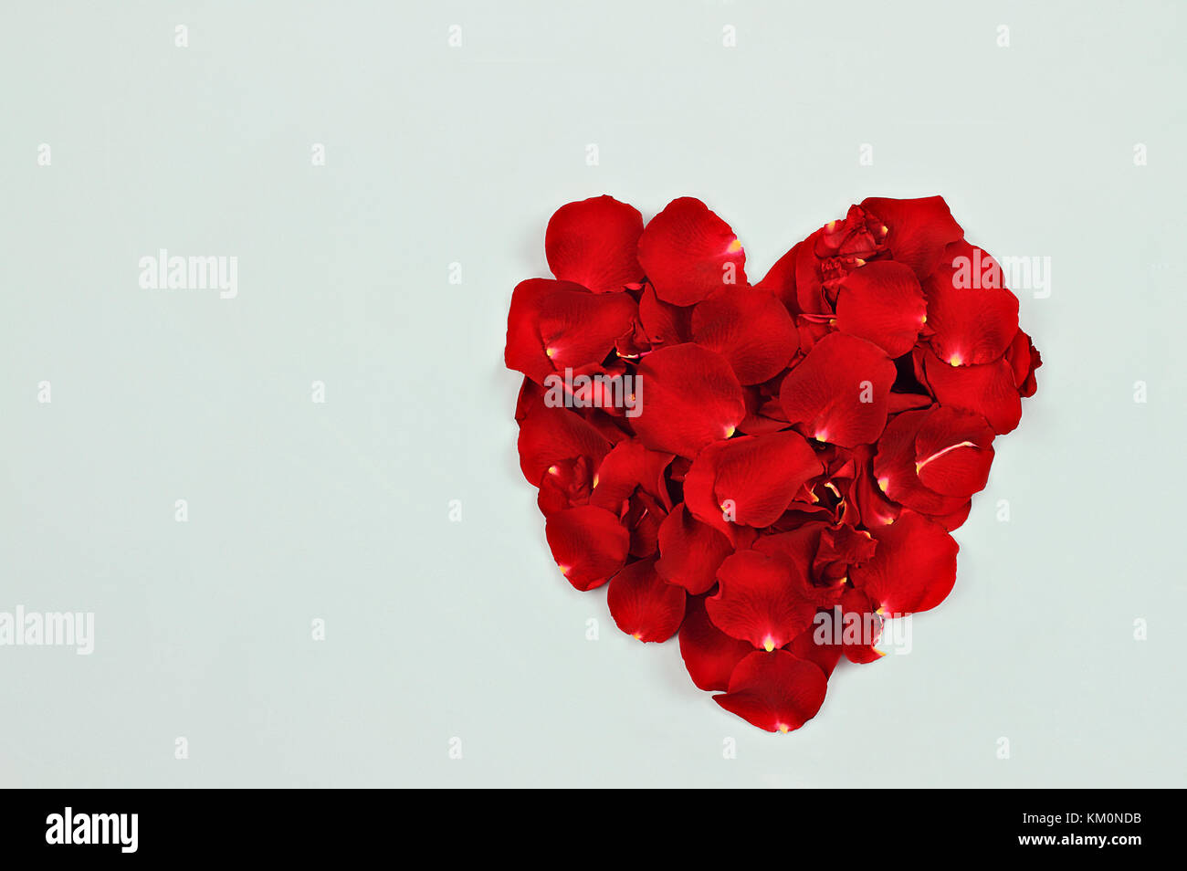 Red rose petals against a blue background with room for copy space ...