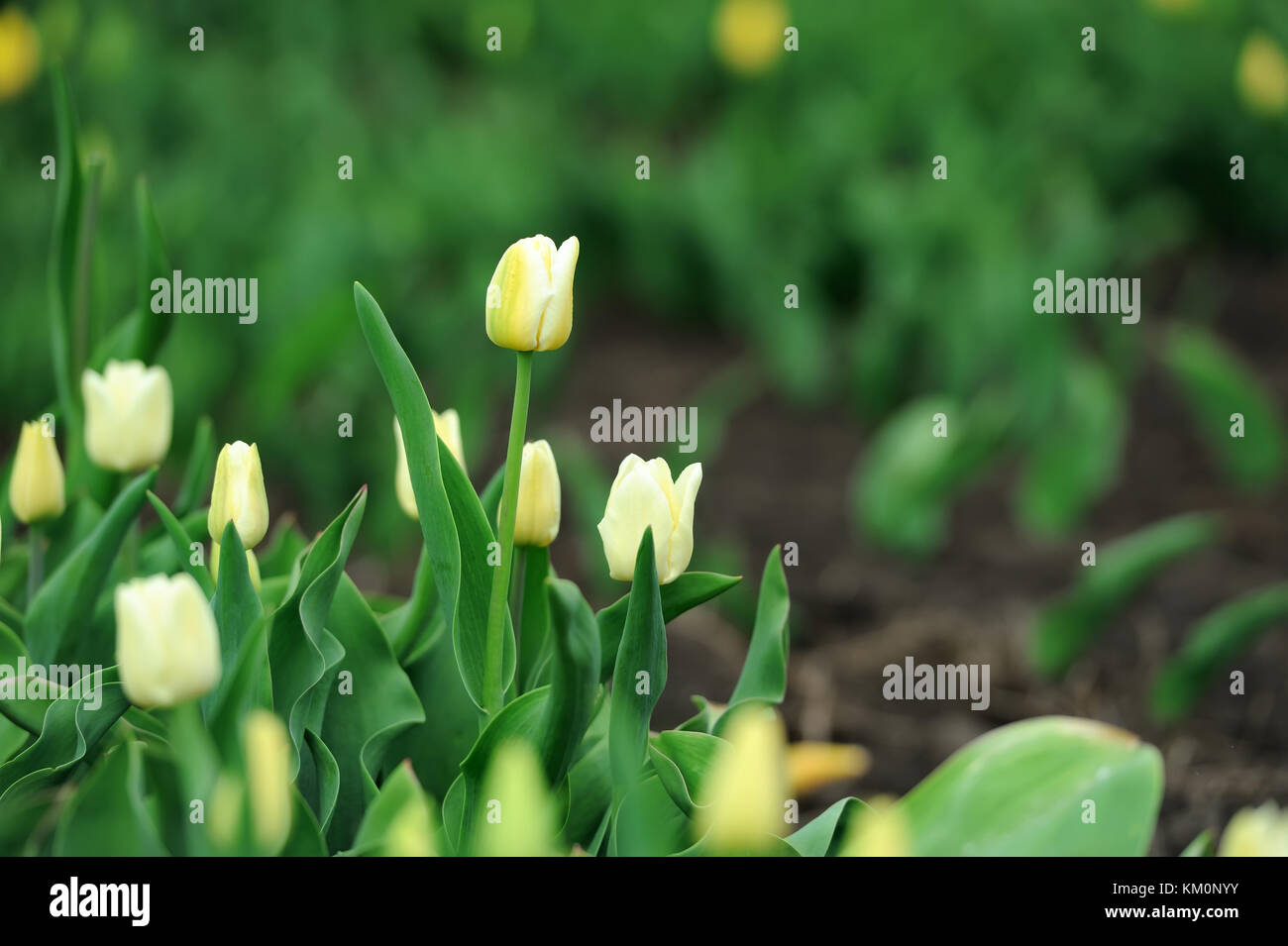 Close-up beautiful yellow tulips in spring field Stock Photo - Alamy