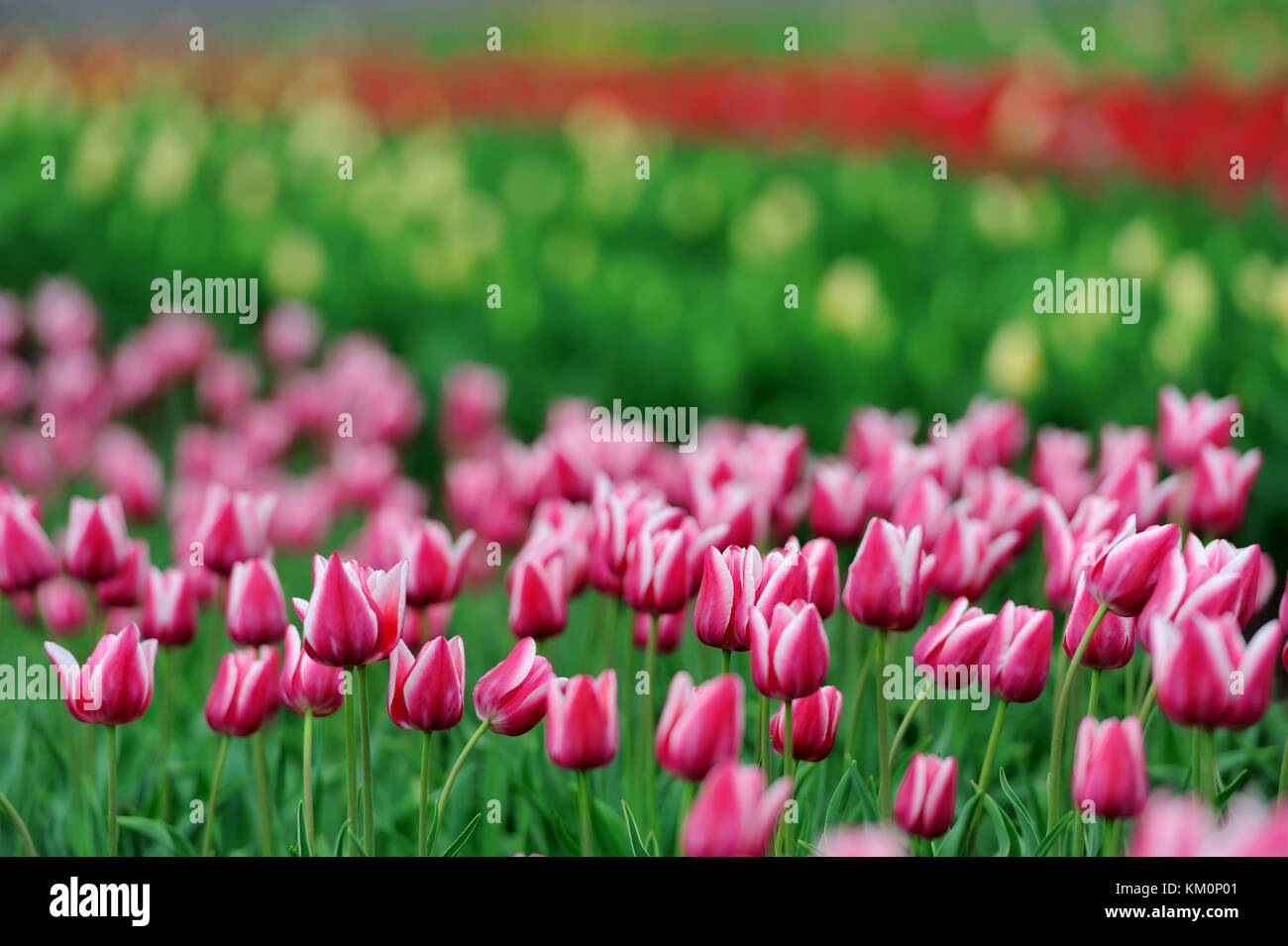 Close-up beautiful pink tulips in spring field Stock Photo - Alamy