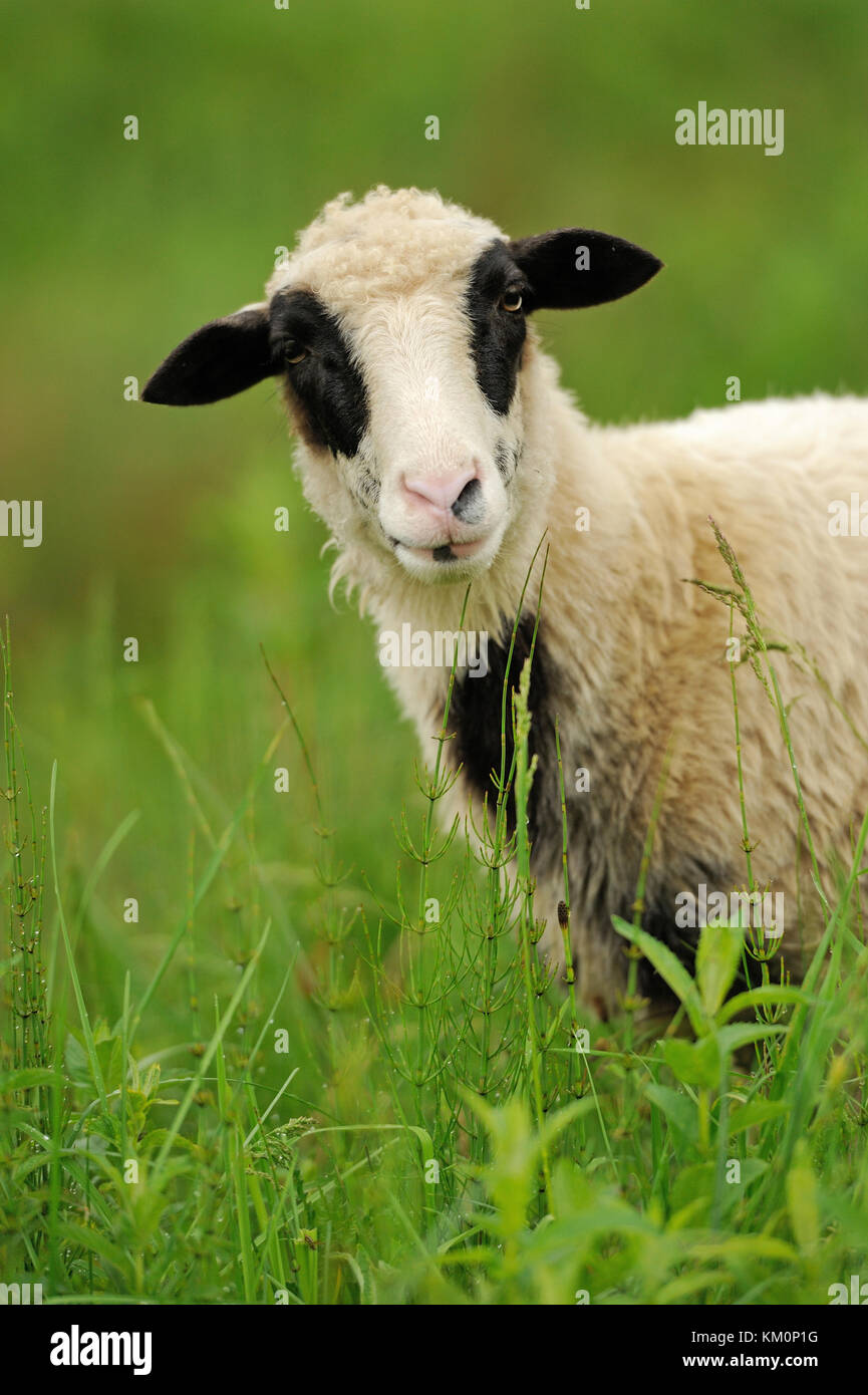 White sheep in grass on a farm Stock Photo - Alamy