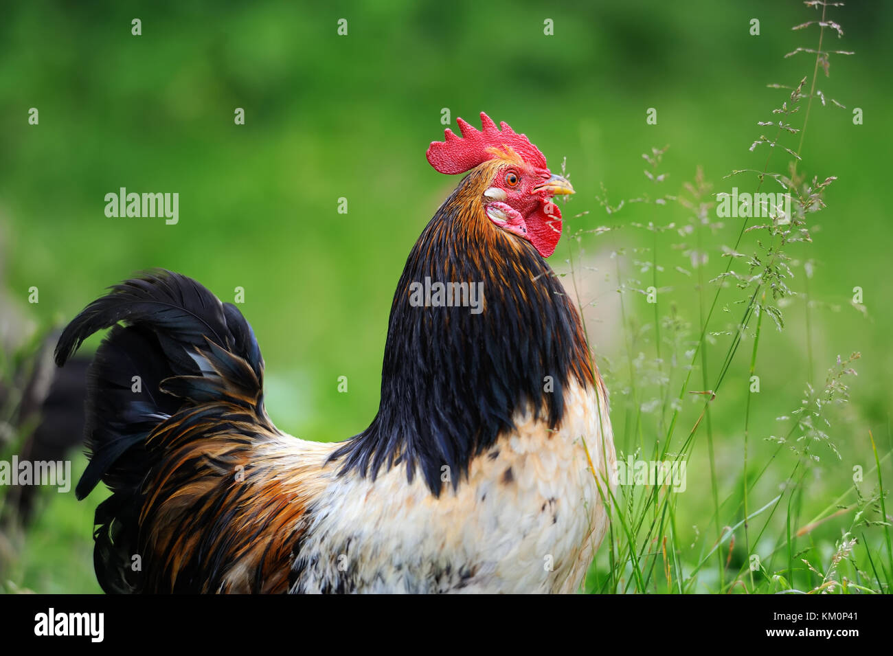 Close-up red beautiful rooster in farm Stock Photo - Alamy
