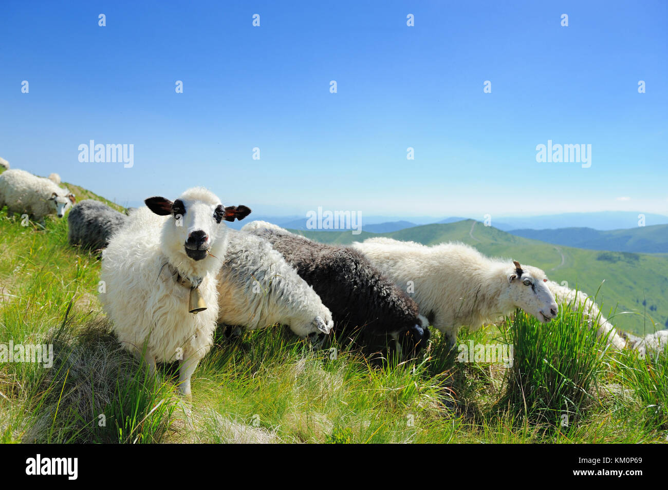 Flock of sheep in a mountain valley Stock Photo - Alamy