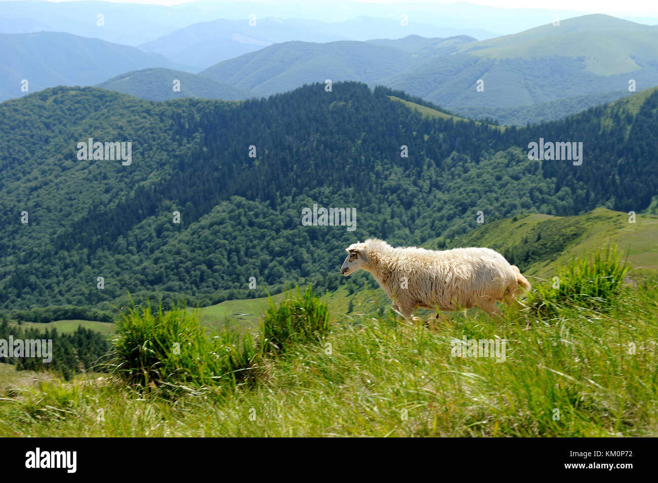 Flock of sheep in a mountain valley Stock Photo - Alamy