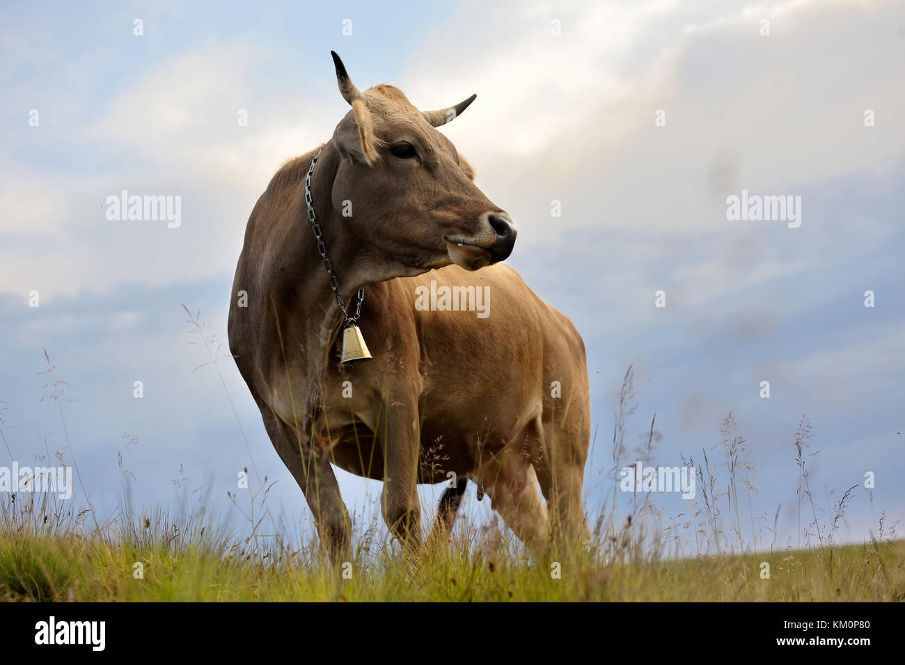 Brown cow on mountain pasture. Summer day Stock Photo - Alamy