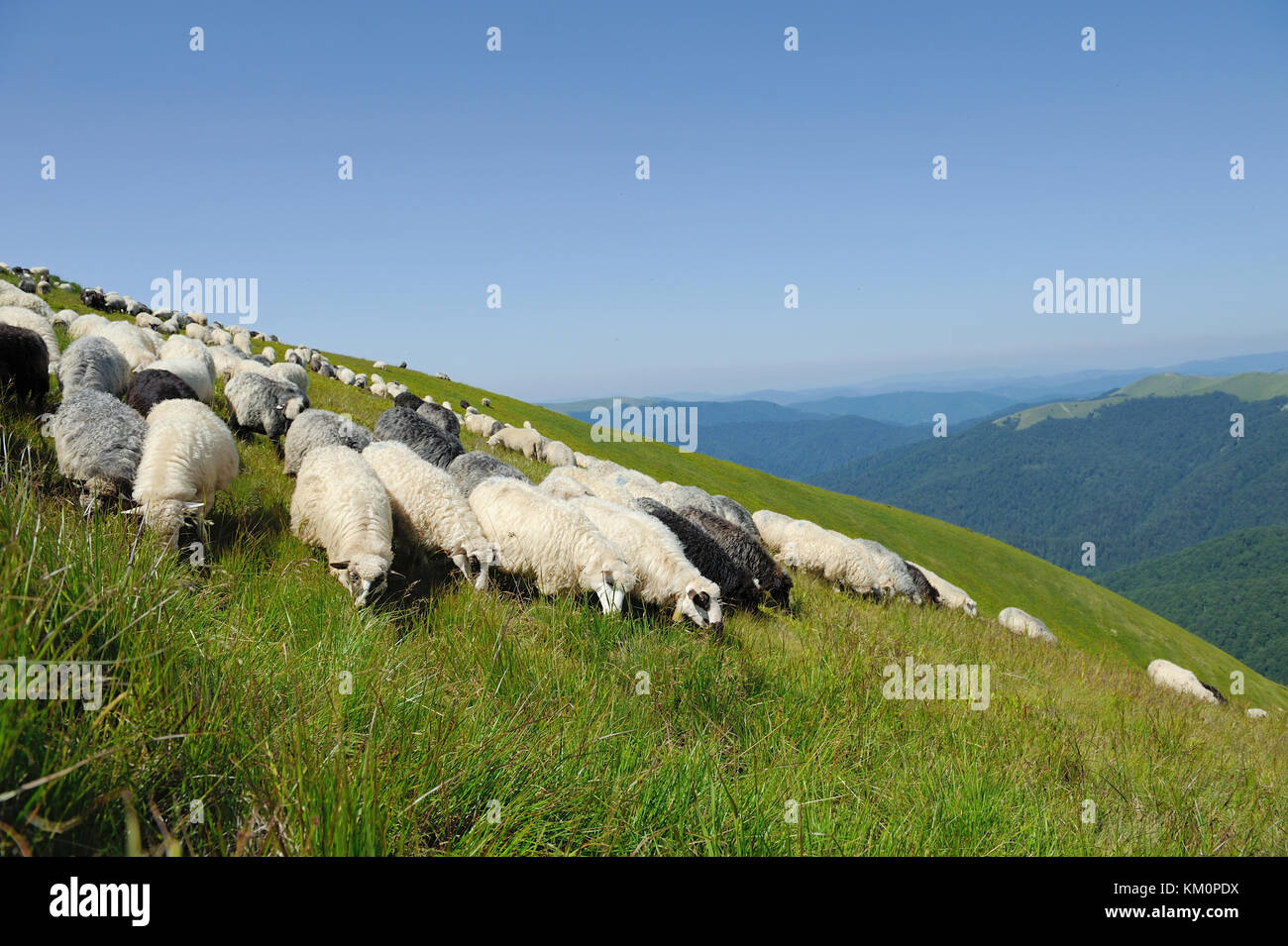 Sheeps in a meadow in the mountains. Summer landscape Stock Photo - Alamy