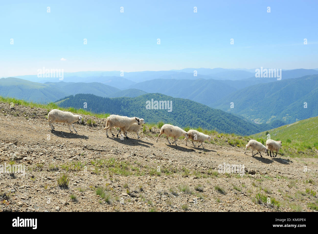 Sheeps in a meadow in the mountains. Summer landscape Stock Photo - Alamy