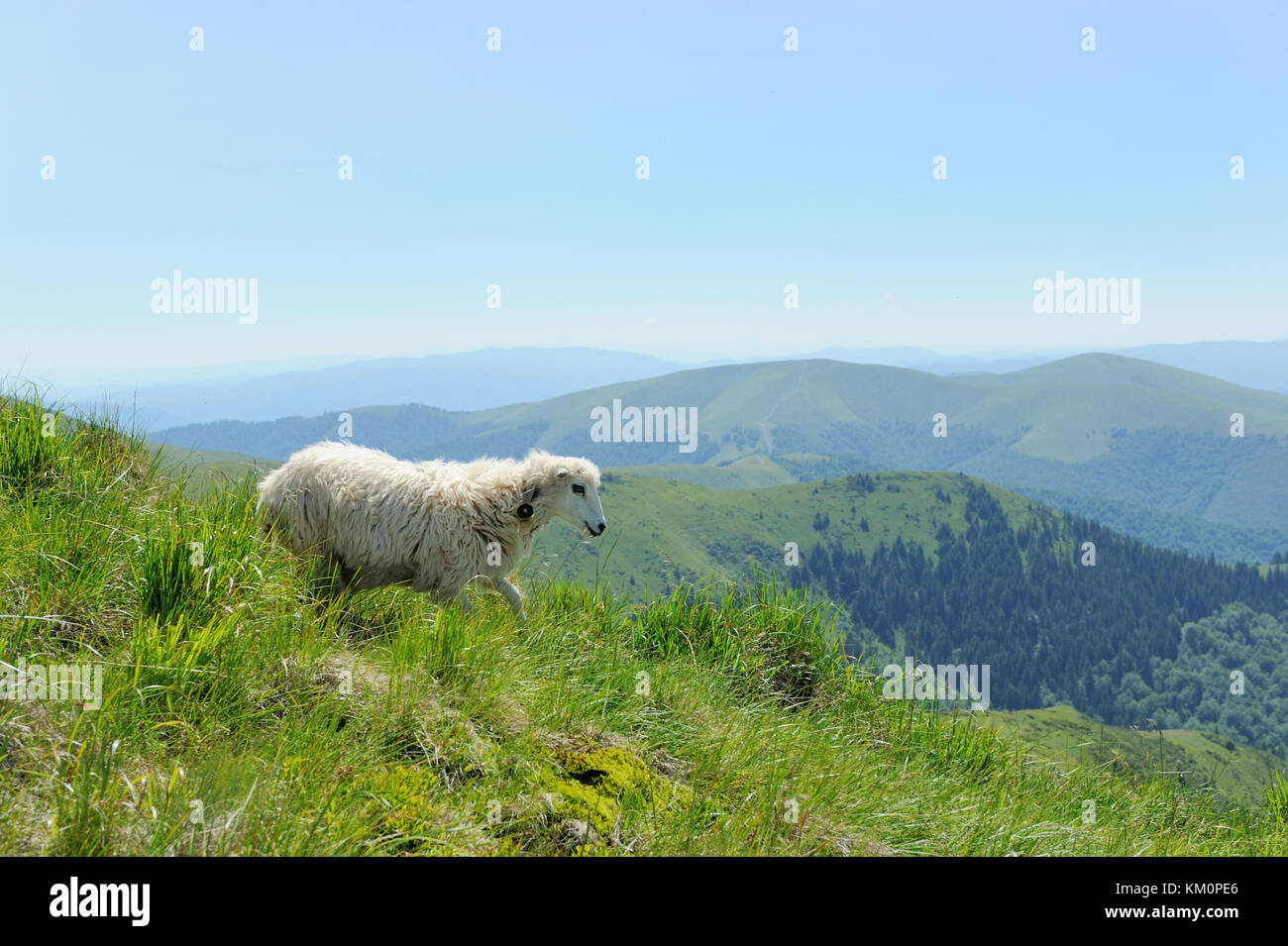 Sheeps in a meadow in the mountains. Summer landscape Stock Photo - Alamy