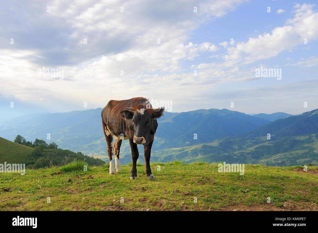 Brown cow on mountain pasture. Summer day Stock Photo - Alamy