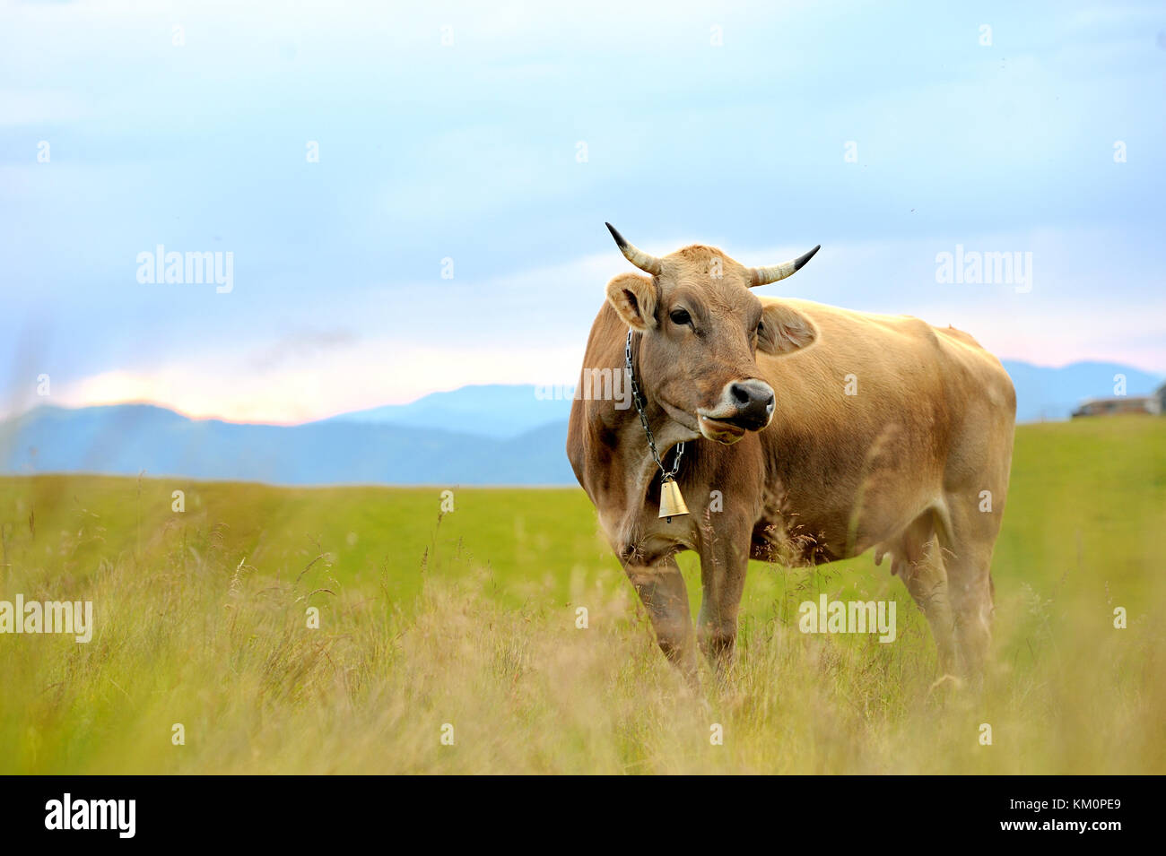 Brown cow on mountain pasture. Summer day Stock Photo - Alamy