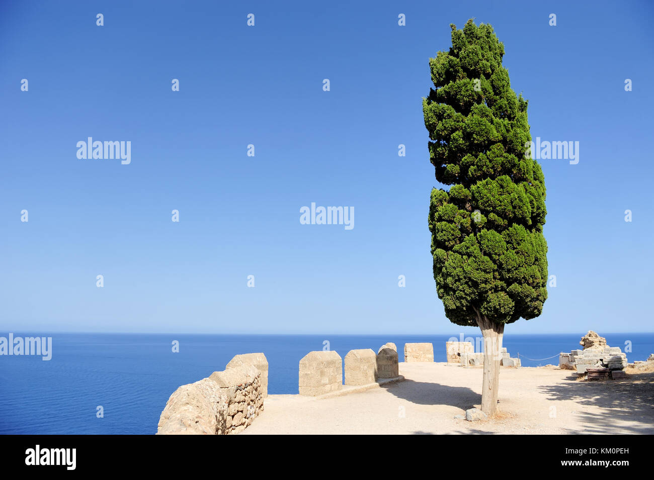 Pine tree on a background of the sea Stock Photo - Alamy